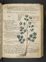 MS 41623 