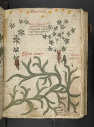 MS 41623 