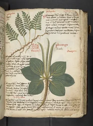 MS 41623 