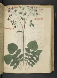 MS 41623 f.110r 