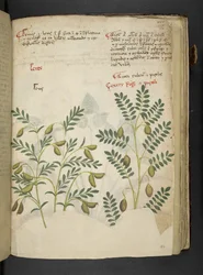 MS 41623 f.116r 