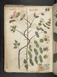 MS 41623 f.15v A ハーブ、ベルーノ (ベラムにインク & カラー) を追加