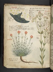 MS 41623 f.38v 