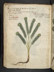MS 41623 f.39v 