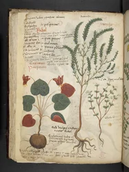 MS 41623 f.40v 