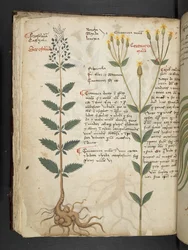 MS 41623 f.48v 