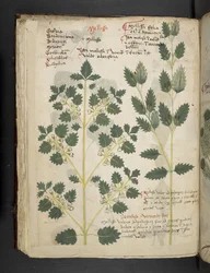 MS 41623 f.52v 