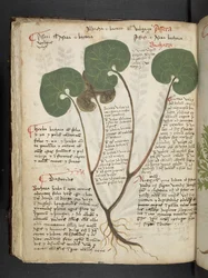 MS 41623 f.60v 