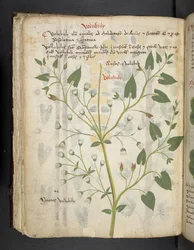 MS 41623 f.75v 