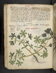 MS 41623 f.81v De Portulaca、「A herbal」、Belluno から追加 (ベラムにインクとカラー)
