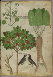 植物と鳥の植物図、1440年頃（紙にインクと色
