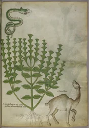 植物、ヘビ、ラクダの植物図、1440年頃