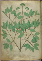 植物図版、1440年頃（ヴェラムにインクと彩色）