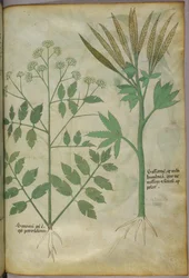 植物図版、1440年頃（ヴェラムにインクと彩色）