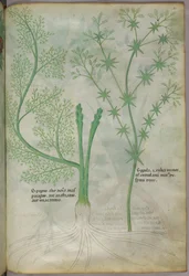 植物図版、1440年頃（ヴェラムにインクと彩色）