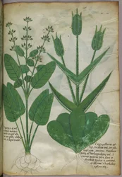 植物図版、1440年頃（ヴェラムにインクと彩色）