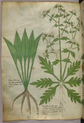 植物図版、1440年頃（ヴェラムにインクと彩色）