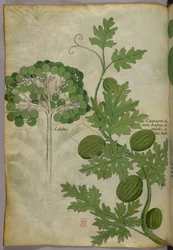 植物図版、1440年頃（ヴェラムにインクと彩色）