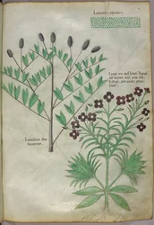植物図版、1440年頃（ヴェラムにインクと彩色）