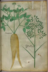 植物図版、1440年頃（ヴェラムにインクと彩色）