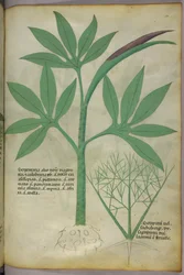 植物図版、1440年頃（ヴェラムにインクと彩色）