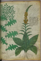 植物図版、1440年頃（ヴェラムにインクと彩色）