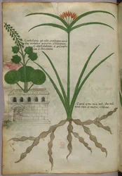 植物図版、1440年頃（ヴェラムにインクと彩色）