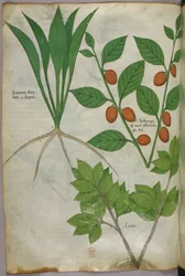 植物図版、1440年頃（ヴェラムにインクと彩色）