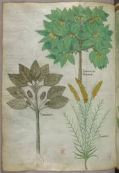 植物図版、1440年頃（ヴェラムにインクと彩色）