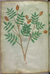 植物図版、1440年頃（ヴェラムにインクと彩色）