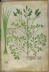 植物図版、1440年頃（ヴェラムにインクと彩色）