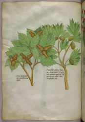 植物図版、1440年頃（ヴェラムにインクと彩色）