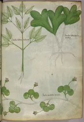 植物図版、1440年頃（ヴェラムにインクと彩色）