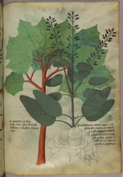 植物図版、1440年頃（ヴェラムにインクと彩色）