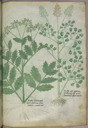 植物図版、1440年頃（ヴェラムにインクと彩色）