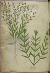 植物図版、1440年頃（ヴェラムにインクと彩色）