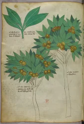 植物図版、1440年頃（ヴェラムにインクと彩色）