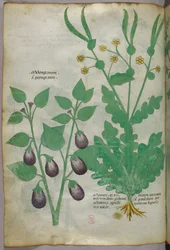 植物図版、1440年頃（ヴェラムにインクと彩色）