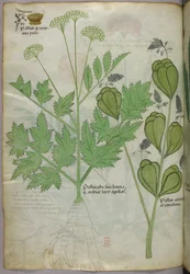 植物図版、1440年頃（ヴェラムにインクと彩色）
