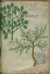 植物図版、1440年頃（ヴェラムにインクと彩色）