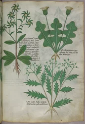 植物図版、1440年頃（ヴェラムにインクと彩色）