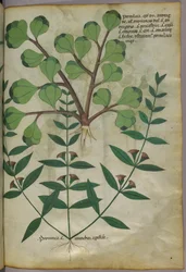 植物図版、1440年頃（ヴェラムにインクと彩色）