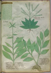 植物図版、1440年頃（ヴェラムにインクと彩色）
