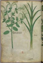 植物図版、1440年頃（ヴェラムにインクと彩色）