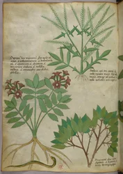 植物図版、1440年頃（ヴェラムにインクと彩色）