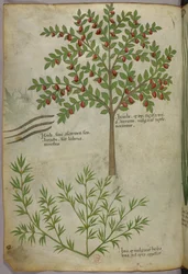 植物図版、1440年頃（ヴェラムにインクと彩色）