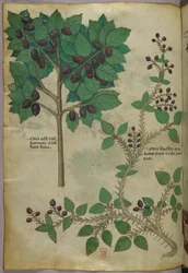 植物図版、1440年頃（ヴェラムにインクと彩色）