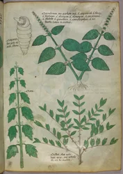 植物図版、1440年頃（ヴェラムにインクと彩色）