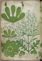 植物図版、1440年頃（ヴェラムにインクと彩色）