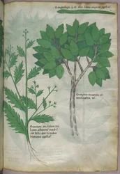 植物図版、1440年頃（ヴェラムにインクと彩色）